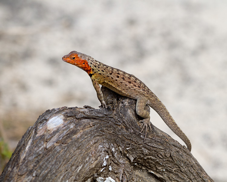 [Floreana Lava Lizard]