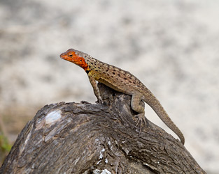 Floreana Lava Lizard