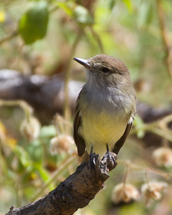 [Galapagos Flycatcher]