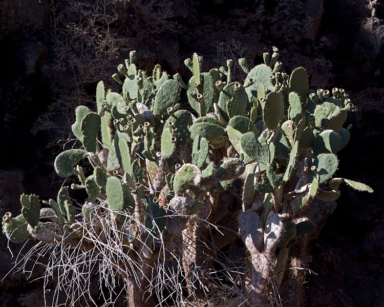 [Giant Prickly Pear Cactus]