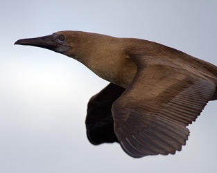 Red-footed Booby