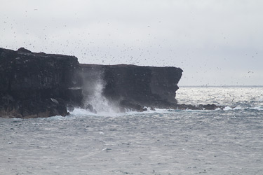 Genovesa: Seabirds and Cliffs