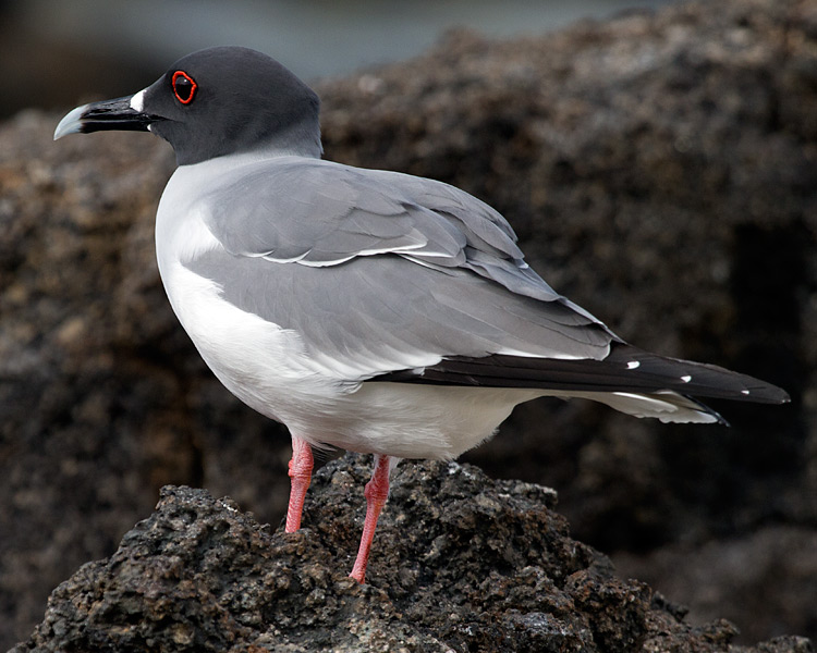 [Swallow-tailed Gull]