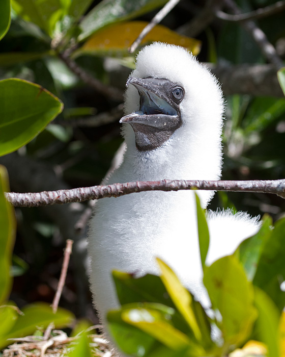 [Red-footed Booby Chick]