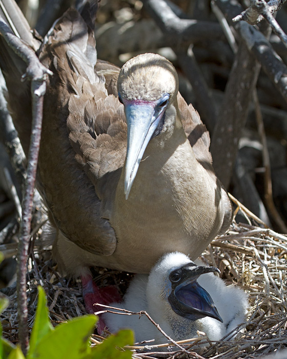[Red-footed Booby with Chick]
