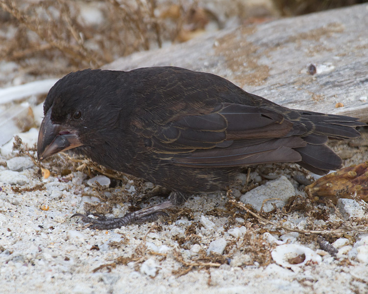 [Large Ground-Finch]