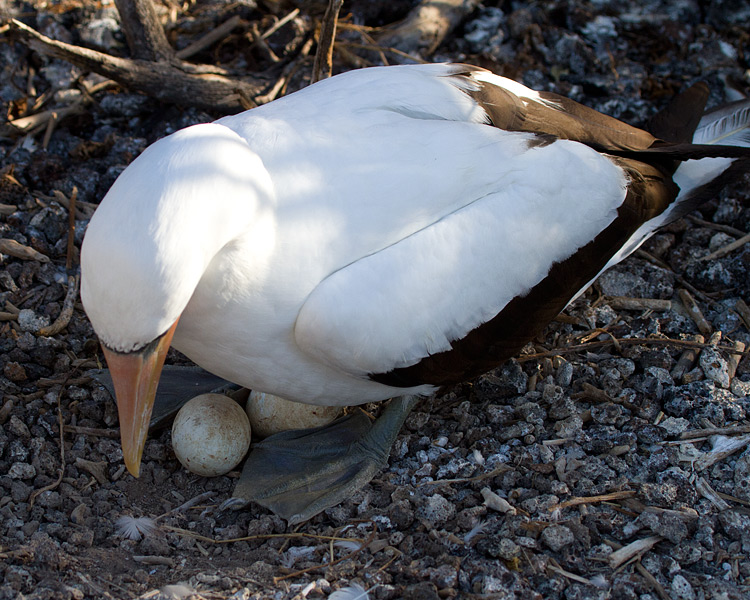 [Nazca Booby with Eggs]
