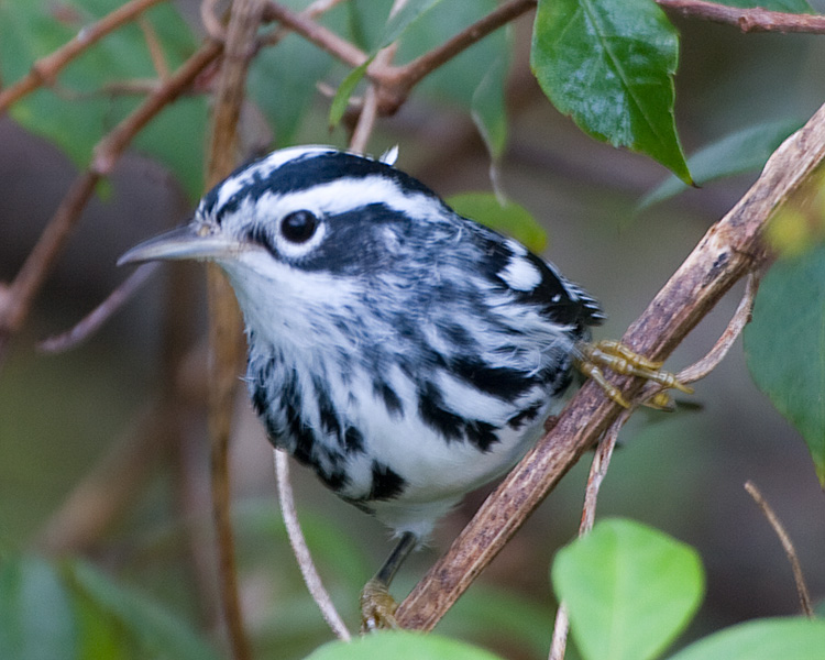 [Black-and-white Warbler]