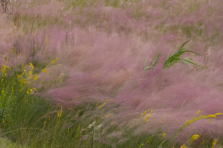 [Muhly in Wind]