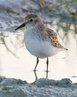 Least Sandpiper