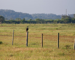 Crested Caracara