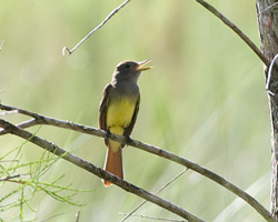 Great Crested Flycatcher