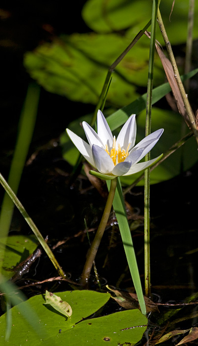 [Elegant Waterlily]