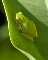 Green Tree Frog