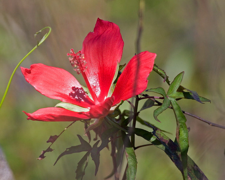 [Scarlet Rosemallow]