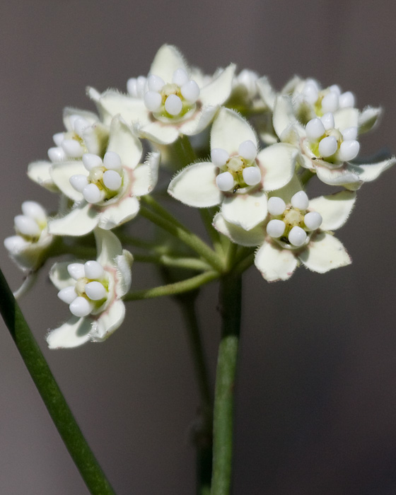 [White Milkweed Vine]