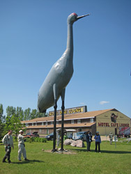 Giant Sandhill Crane