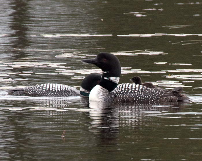 [Common Loons with Chicks]