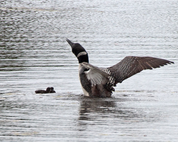 [Common Loon with Chicks]