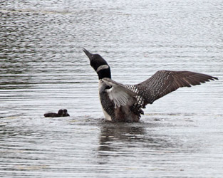 Loon with Chicks