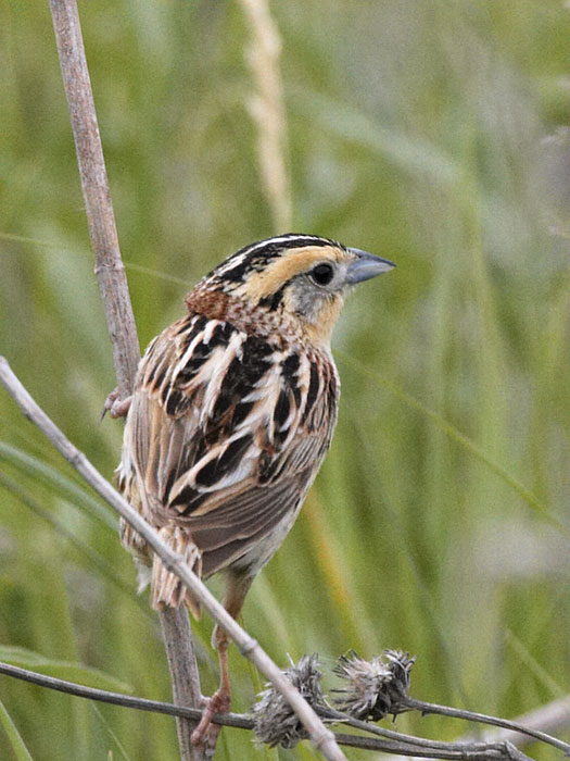 [Le Conte's Sparrow]