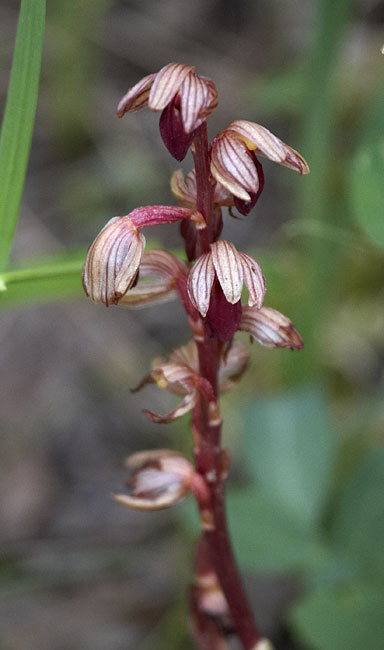 [Striped Coralroot]