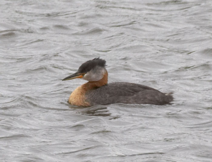 [Red-necked Grebe]