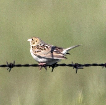 [Baird's Sparrow]