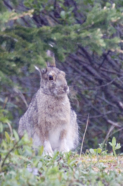 [Arctic Hare]