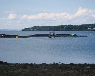 Salmon Farm