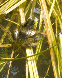 Green Frog