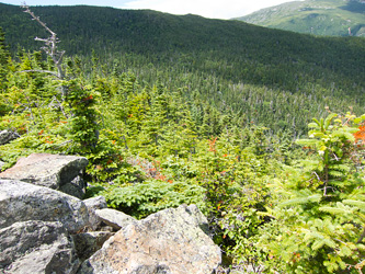 Bicknell's Thrush Habitat