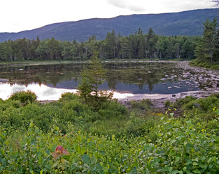 Lily Pond