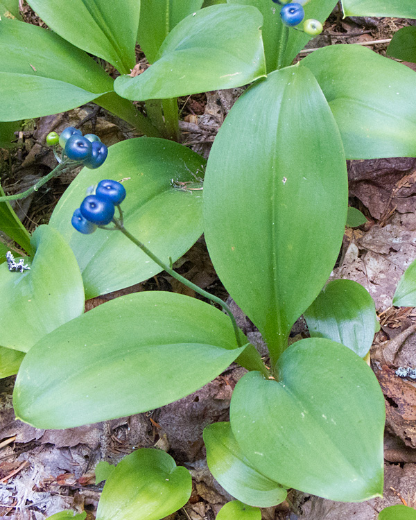 [Blue-bead Lily]