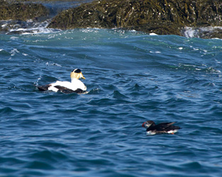Eider and Puffin