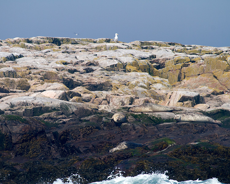 [Harbor (Common) Seals]