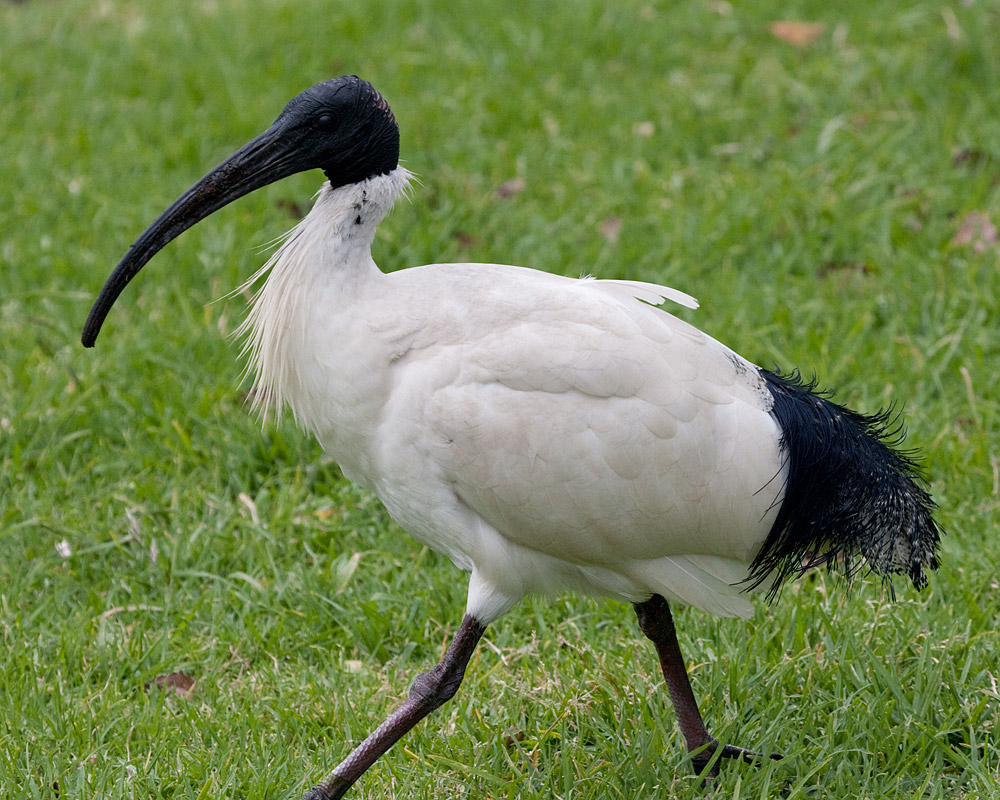 lindre Anholdelse løber tør Australian White Ibis