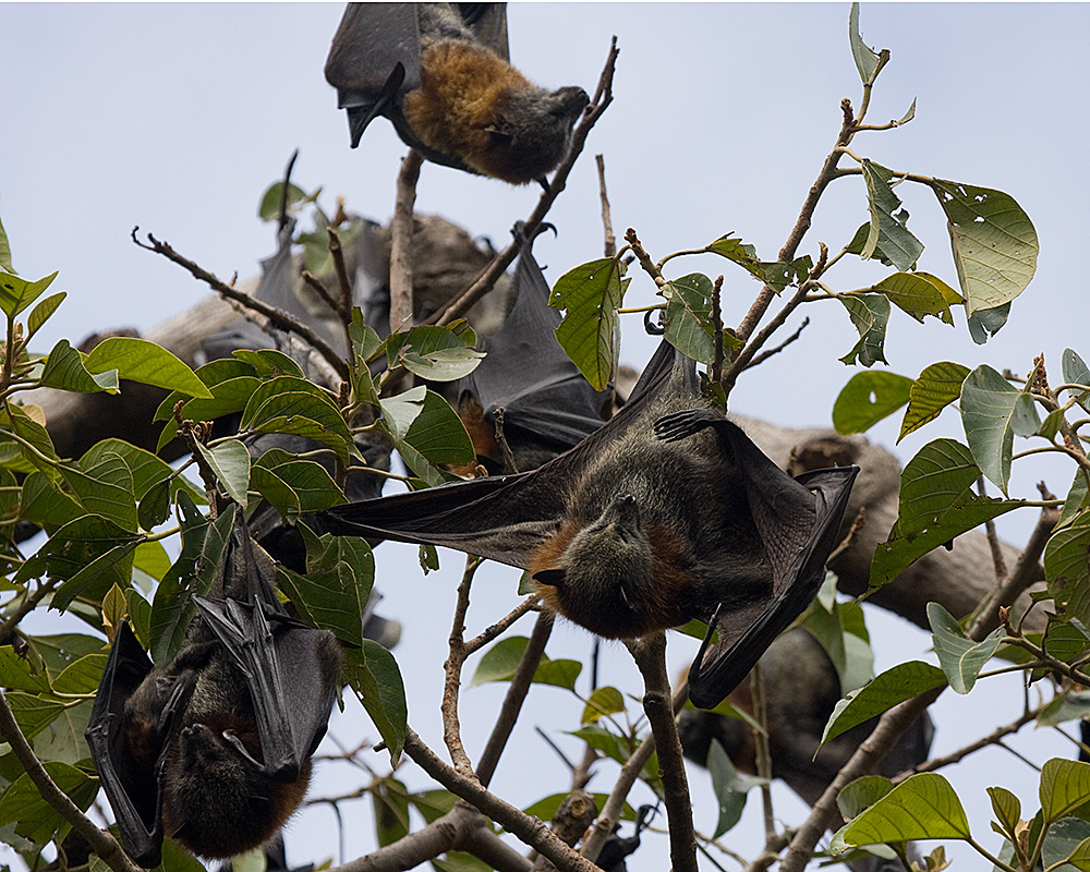 [Gray-headed Flying-foxes]