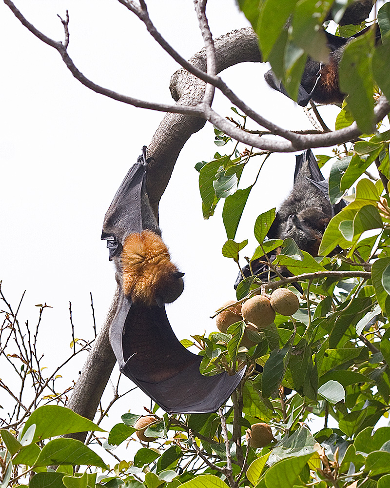 [Roosting Flying-foxes]