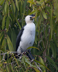 Young Little Pied Cormorant