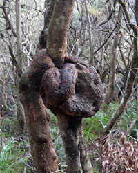 Knotted Tree