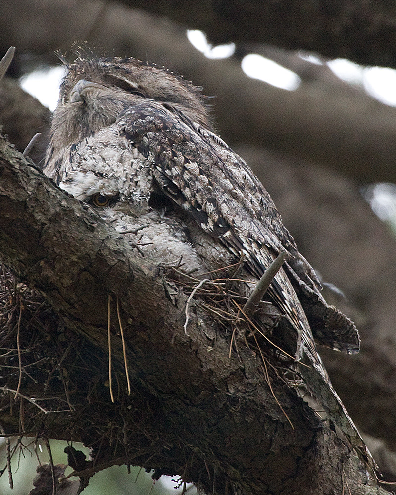 [Tawny Frogmouths]