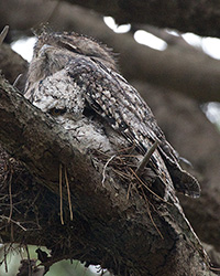 Tawny Frogmouth and chick