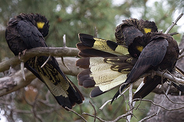 Yellow-tailed Black-Cockatoos