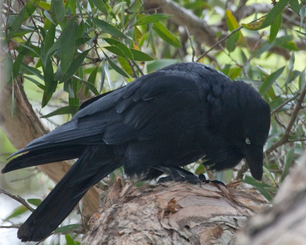 [Australian Raven]