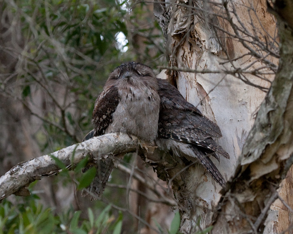 [Tawny Frogmouths]