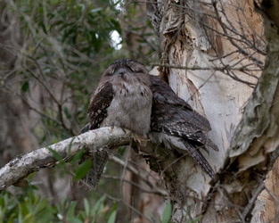 Tawny Frogmouths