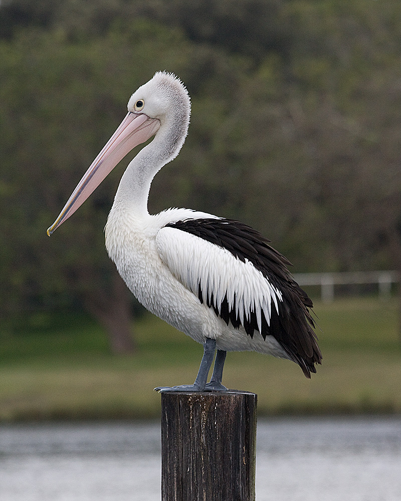 [Australian Pelican]