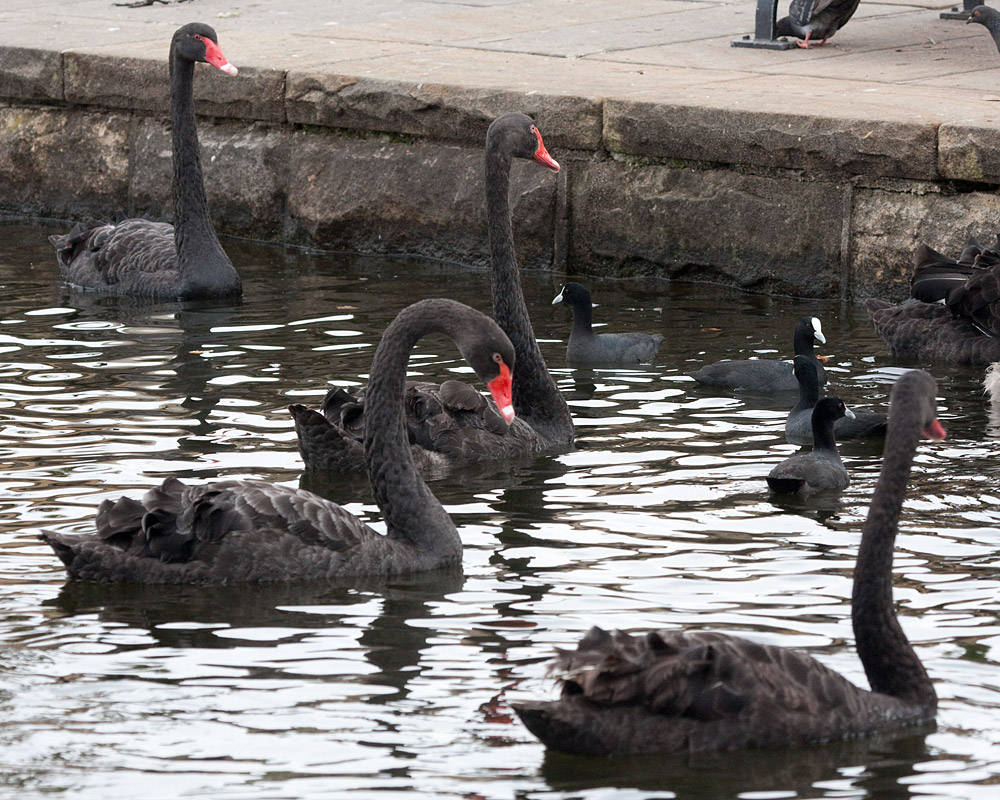 [Black Swans]