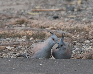 Crested Pigeons